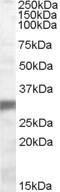 Antibody anti-EGLN3 100 µg