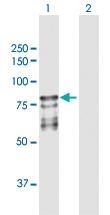 Anti-PROS1 Rabbit Polyclonal Antibody