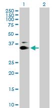 Anti-SUSD6 Mouse Polyclonal Antibody