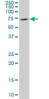 Anti-NME8 Mouse Monoclonal Antibody [clone: 1G5]