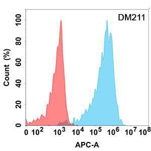 Flow cytometry analysis with Anti-CD43 Antibody [DM211] - Azide free (A318498) on Expi293 cells transfected with human CD43 (blue histogram) or Expi293 transfected with irrelevant protein (red histogram)