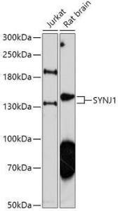 Anti-Synaptojanin Rabbit Polyclonal Antibody