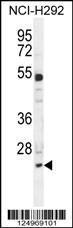 Anti-BCL7A Rabbit Polyclonal Antibody (FITC (Fluorescein Isothiocyanate))