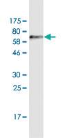 Anti-ADAMTSL4 Mouse Monoclonal Antibody [clone: 2H7]