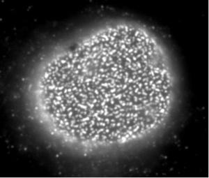 Anti-NUP153 Antibody