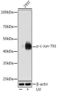 Western blot analysis of extracts of 293T cells, using Anti-c-Jun (phospho Thr91) Antibody [ARC1548] (A308990) at 1:1,000 dilution. 293T cells were treated by UV at room temperature for 15-30 minutes. The secondary antibody was Goat Anti-Rabbit IgG H&L Antibody (HRP) at 1:10,000 dilution.