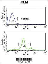 Anti-ASIC1 Rabbit Polyclonal Antibody