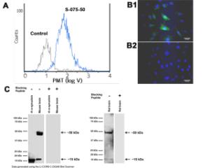 Analysis of alpha-synuclein expression by Flow Cytometry (A), Immunocytochemistry (B) and Western Blotting (C).