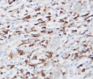 Anti-GRP94 Rabbit Polyclonal Antibody