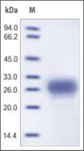 The purity of rh TFPI2 was determined by DTT-reduced (+) SDS-PAGE and staining overnight with Coomassie Blue.