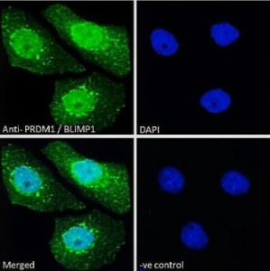 Anti-PRDM1 Antibody (A82933) - Immunofluorescence analysis of paraformaldehyde fixed A431 cells, permeabilized with 0.15% Triton. Primary incubation 1hr (10µg/ml) followed by Alexa Fluor 488 secondary antibody (2µg/ml), showing nuclear staining.