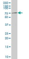 Anti-PHF21A Mouse Polyclonal Antibody