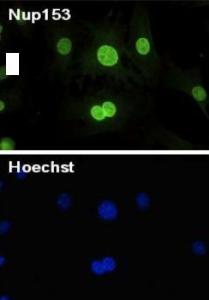 Anti-NUP153 Antibody