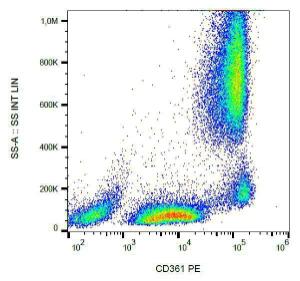 Surface staining of human peripheral blood using Anti-CD361 Antibody (A86362)