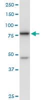 Anti-DDX18 Mouse Polyclonal Antibody