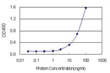 Anti-NQO1 Antibody Pair