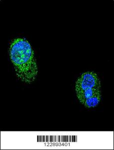 Anti-HNF1A Rabbit Polyclonal Antibody (FITC (Fluorescein))