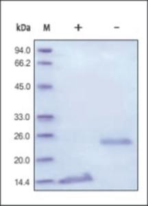 The purity of rhTGFB1 was determined by SDS-PAGE of reduced (+) and non-reduced (-) rhTGFB1 and staining overnight with Coomassie Blue.