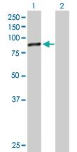 Anti-DDX18 Mouse Polyclonal Antibody