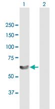 Anti-LSM14A Mouse Polyclonal Antibody