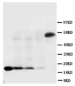 Anti-IL-18 Rabbit Polyclonal Antibody