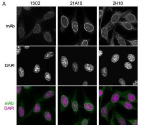 Anti-NUP98 Antibody