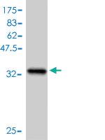 Anti-CCNB1 Mouse Polyclonal Antibody