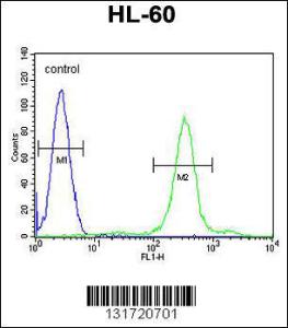 Anti-SPECC1 Rabbit Polyclonal Antibody (APC (Allophycocyanin))