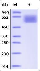 The purity of rh TGFBR2 / TGFR2 Fc Chimera was determined by DTT-reduced (+) SDS-PAGE and staining overnight with Coomassie Blue.