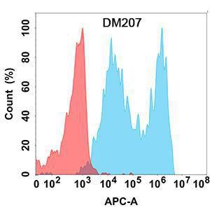 Flow cytometry analysis with Anti-CD19 Antibody [DM207] - Azide free (A318502) on Expi293 cells transfected with human CD19 (blue histogram) or Expi293 transfected with irrelevant protein (red histogram)