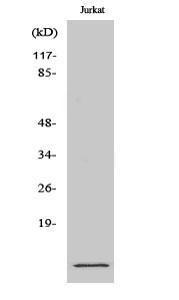 Western blot analysis of various cells using Anti-S-100A10 Antibody