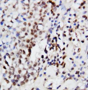 Anti-ERK1 Rabbit Polyclonal Antibody