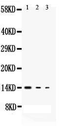 Anti-IL3 Rabbit Polyclonal Antibody