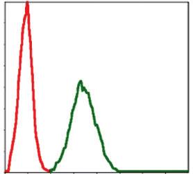 Anti-BMI1 Mouse Monoclonal Antibody [clone: 3E3]