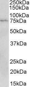 Anti-CD19 Antibody (A82935) (2 µg/ml) staining of Jurkat lysate (35 µg protein in RIPA buffer). Primary incubation was 1 hour. Detected by chemiluminescence