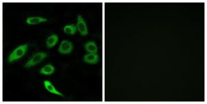 Immunofluorescence analysis of A549 cells using Anti-TAS2R3 Antibody. The right hand panel represents a negative control, where the Antibody was pre-incubated with the immunising peptide