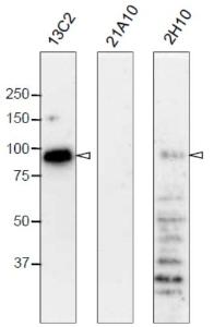 Anti-NUP98 Antibody