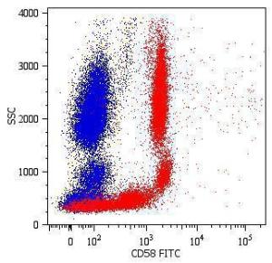 Surface staining of human peripheral blood cells with Anti-CD58 Antibody (A86369)