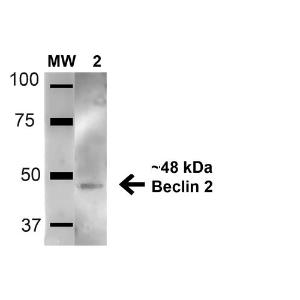 Western blot analysis of mouse brain cell lysates showing detection of 48.1 kDa Beclin 2 protein using Anti-Beclin 2 Antibody (A304915) at 1:1,000 for 1 hour at room temperature