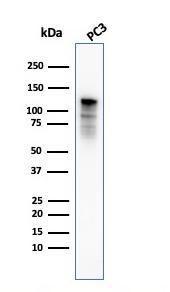 Western blot analysis of PC3 cell lysate using Anti-Drebrin Antibody [DBN1/3393]