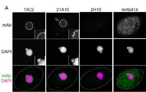 Anti-NUP98 Antibody