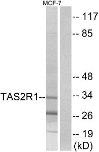 Anti-TAS2R1 Rabbit Polyclonal Antibody