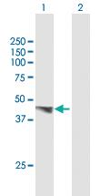 Anti-PDGFD Mouse Polyclonal Antibody