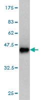 Anti-MAPKAPK3 Mouse Monoclonal Antibody [clone: 3F4]