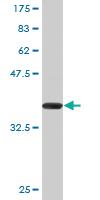 Anti-ZFHX4 Mouse Monoclonal Antibody [clone: 2B12]