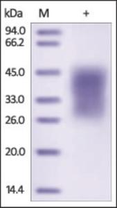 The purity of rh TIM3 / HAVCR2 was determined by DTT-reduced (+) SDS-PAGE and staining overnight with Coomassie Blue.