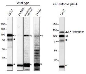 Anti-NUP98 Antibody