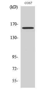 Western blot analysis of various cells using Anti-RAB3GAP2 Antibody