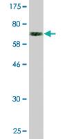 Anti-RAPGEF5 Mouse Monoclonal Antibody [clone: 2E4]