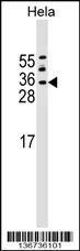 Anti-ASF1A Rabbit Polyclonal Antibody (APC (Allophycocyanin))